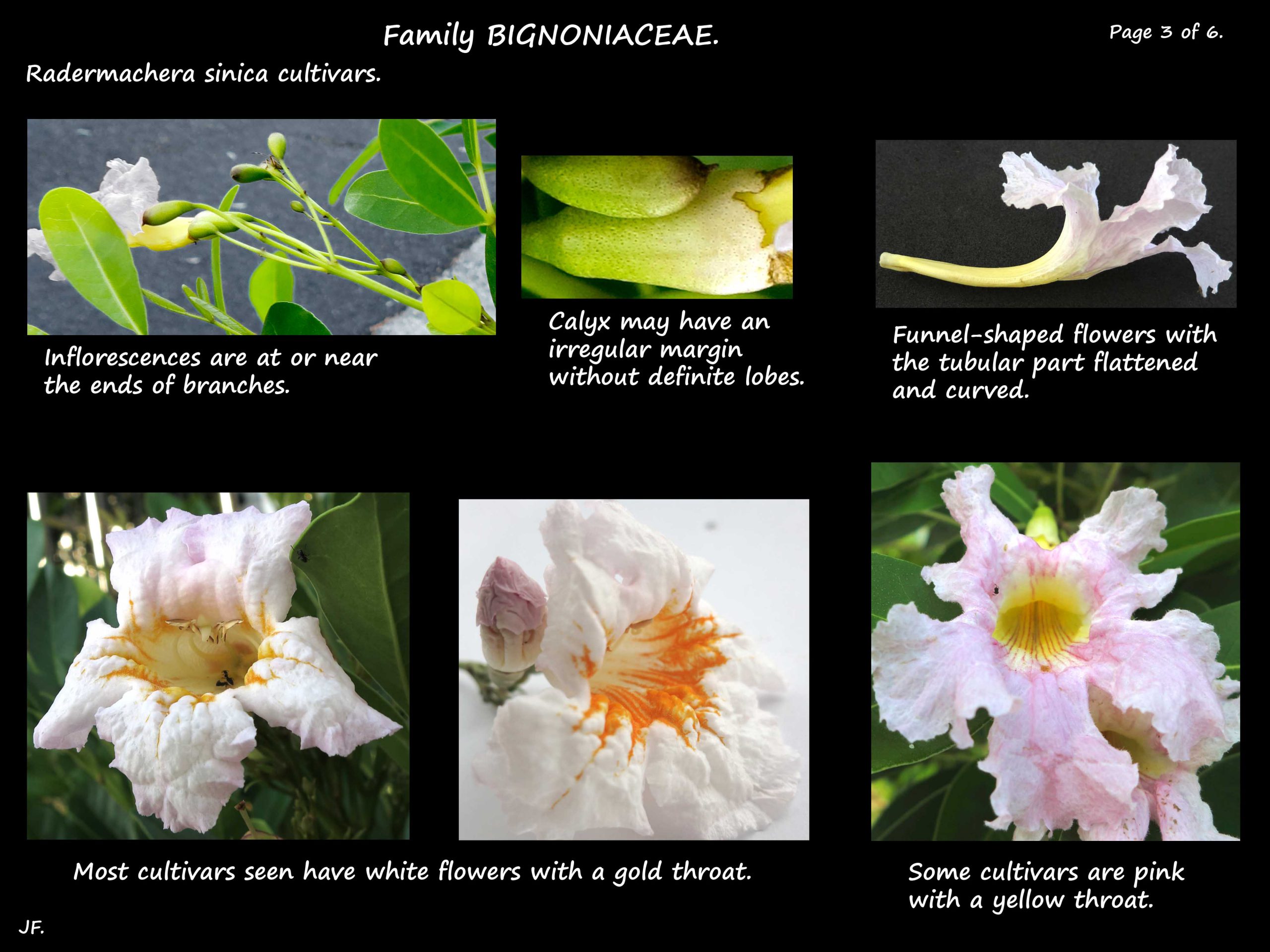 3 Radermachera cultivar flower